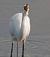 image by NiKirms Photography Great Egret-1